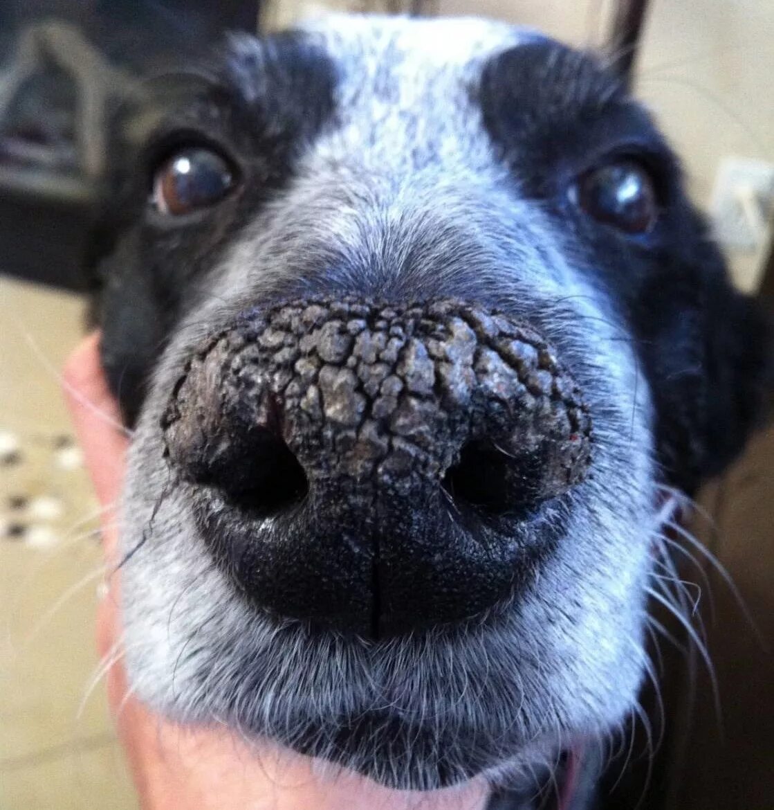 Гиперкератоз (hyperkeratosis) собак. Гиперкератоз НОСАМУ собак. Гиперкератоз у собаки на носу.