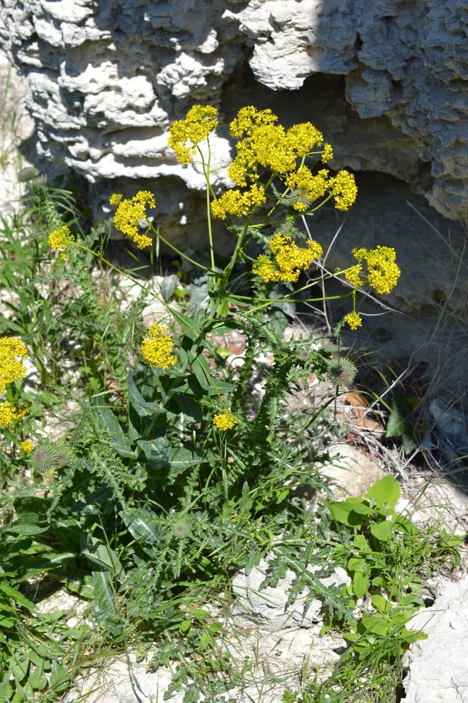 Вайда красильная семена. Трава вайда красильная. Вайда красильная (isatis tinctoria). Вайда усьма. Вайда фото.