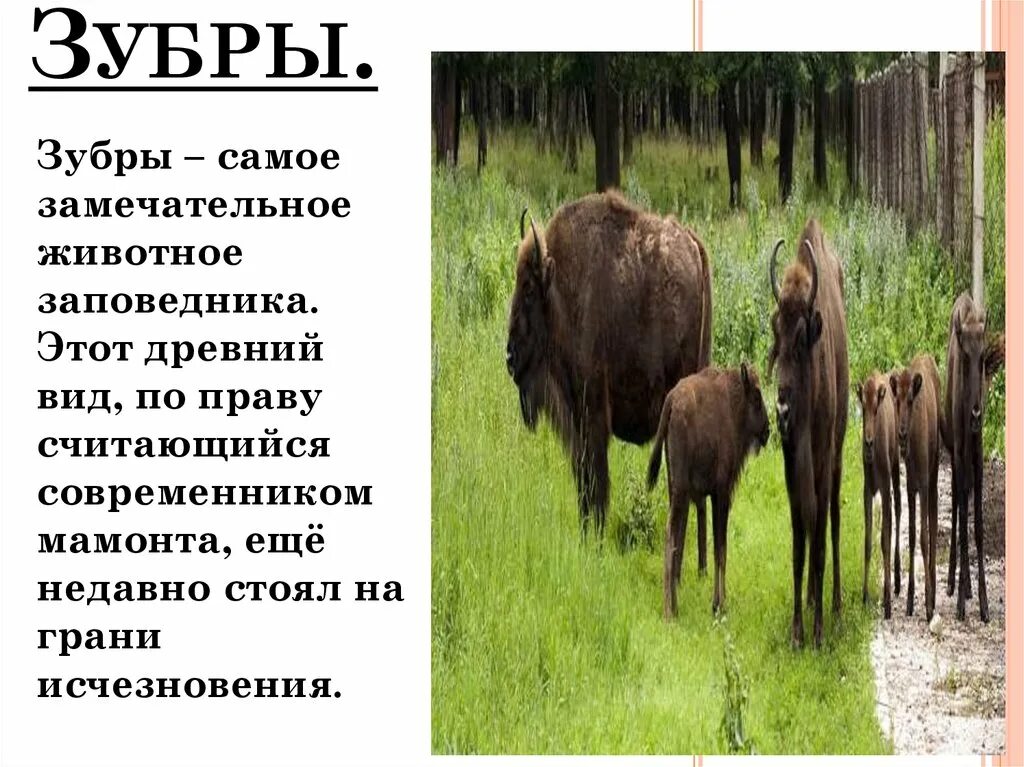 Кроссворд 3 класс окружающий мир. Приокско-террасный заповедник кроссворд 3 класс окружающий мир. Заповедник красвор. Приокско террасный заповедник растения кроссворд. Приокско террасный заповедник растения кроссворд.