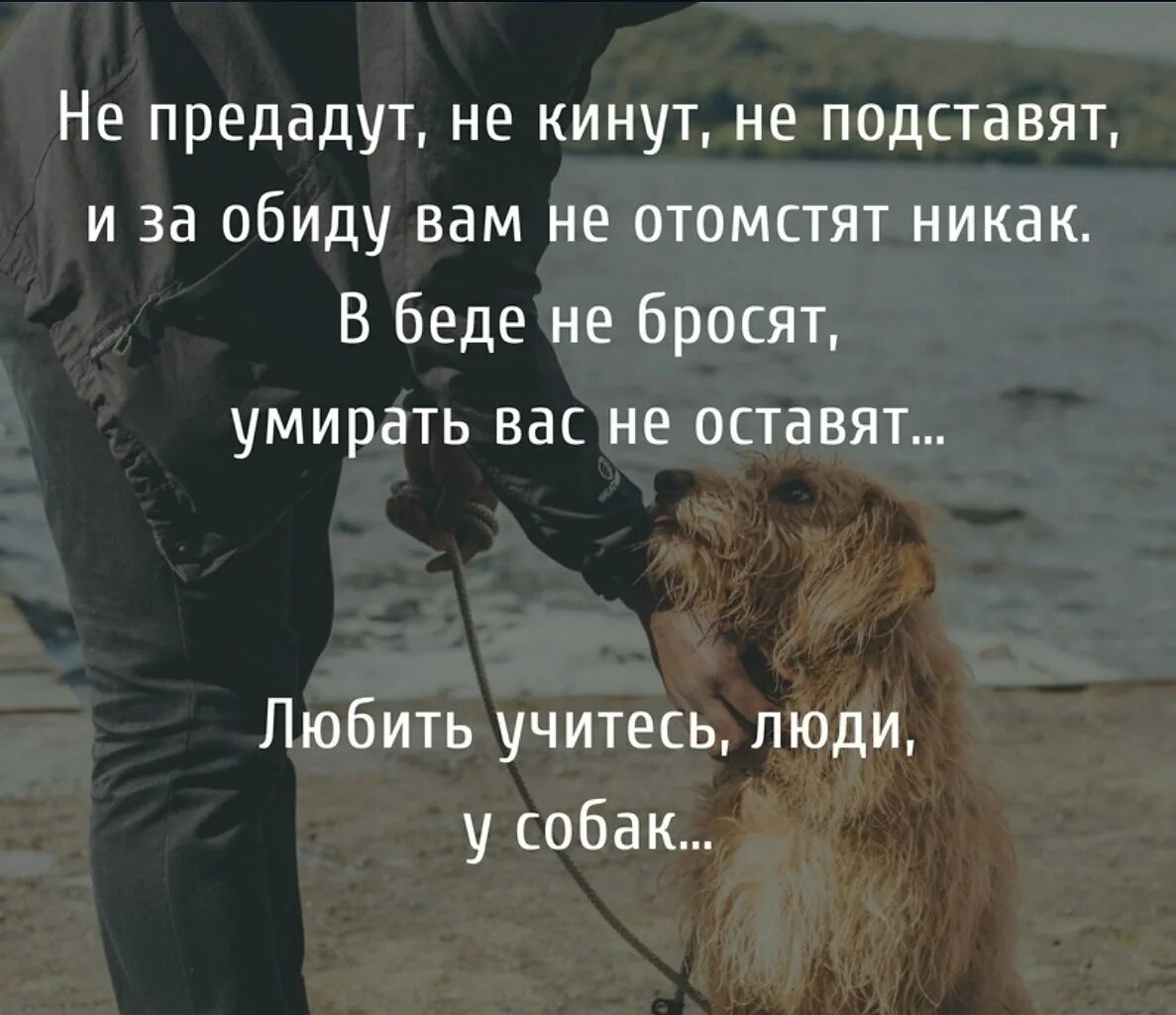Люблю когда у жизни большие. Цитаты про собак. Афоризмы про собак и людей. Собака и человек цитаты. Любите животных цитаты.