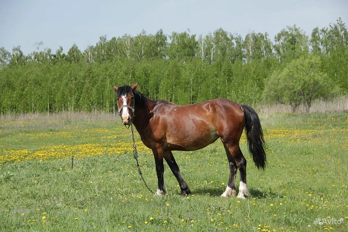 Лошадь села. Деревенские лошади. Лошадки в деревне. Лошади в деревне. Деревенские лошади.