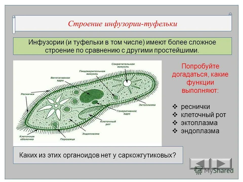 Передвижение инфузории. Функции органоидов инфузории туфельки. Строение инфузории туфельки функции органоидов цитоплазмы. Инфузория туфелька строение и функции органоидов. Функции и структуры инфузории туфельки.