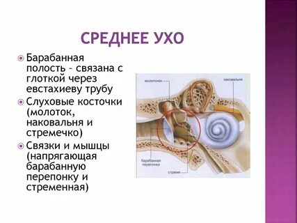 Роль мышц среднего уха