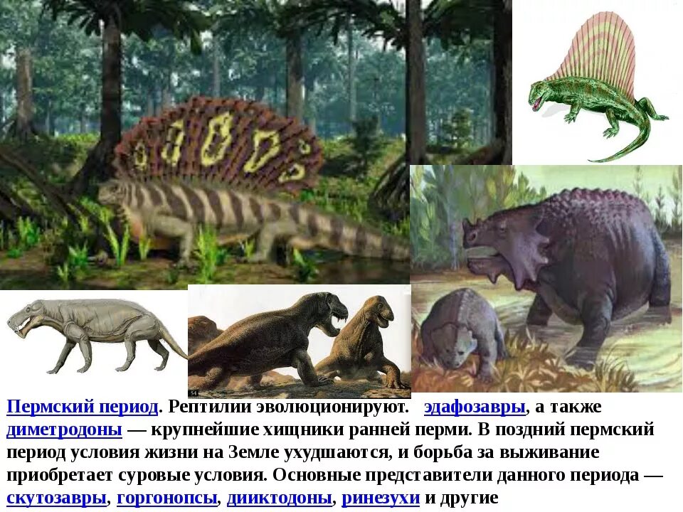 Какое отношение пермский период имеет городу пермь. Пермский период животный мир таблица. животные и растения палеозой пермский. эриоты пермский период. живые организмы пермского периода.