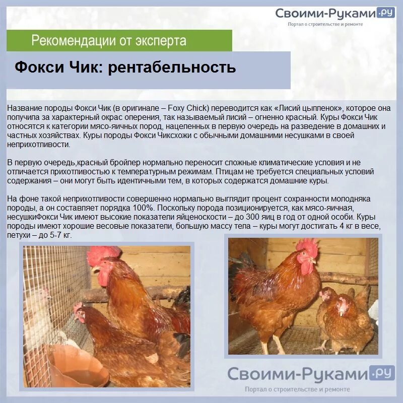 Фокси чик порода кур описание фото отзывы