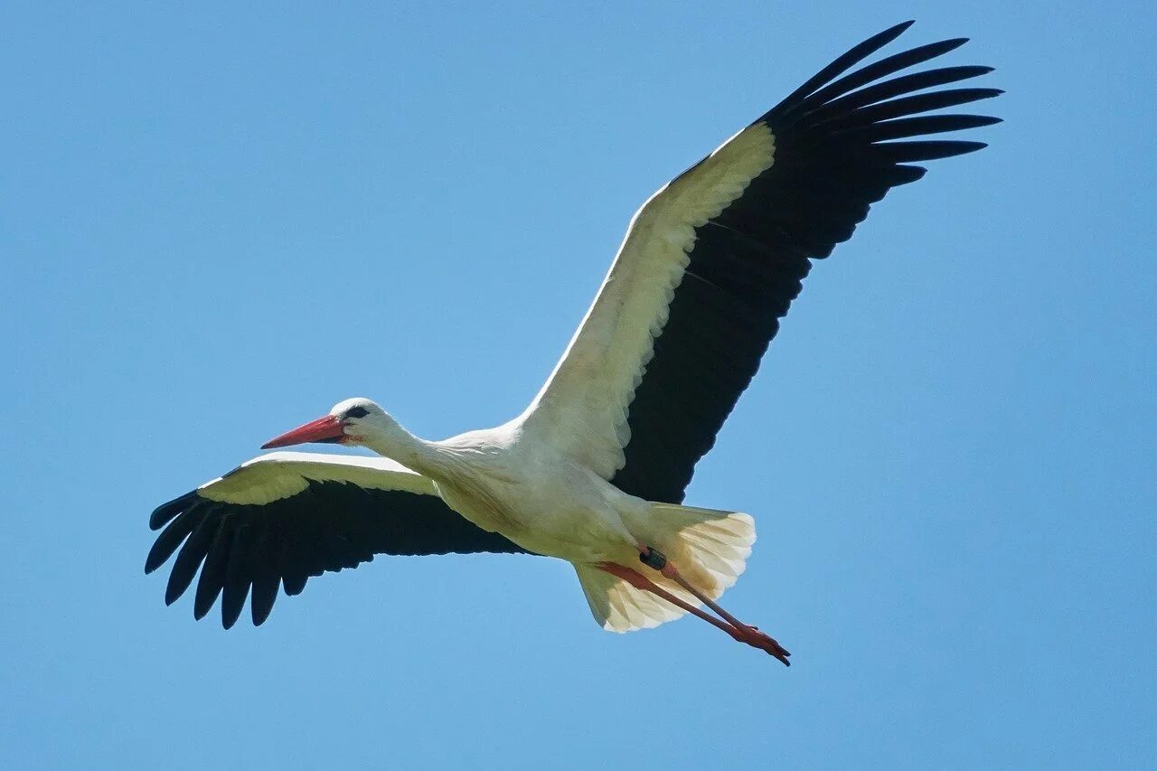 Аист летает. Аист в полете. Аист летает. Аист летит. Полет аиста.