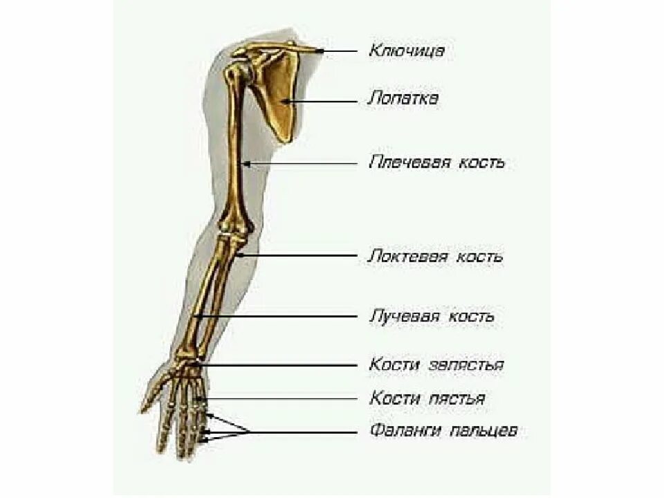 Анатомия верхней конечности. Верхние конечности человека анатомия. Остеология скелет верхней конечности. Скелет верхней конечности кисть. Скелет верхней конечности человека лучевая кость.
