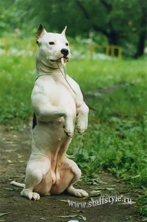 Питбуль команда. Собака бодибилдер. амстафф на поводке. питбуль выполняет команду.