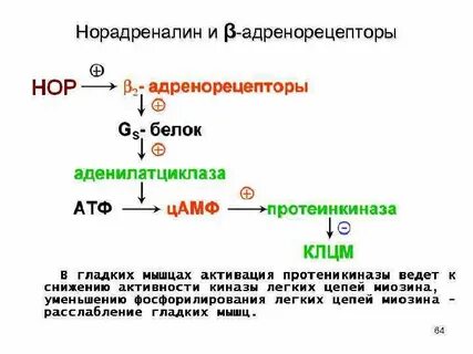 Бета 2 адренорецепторы