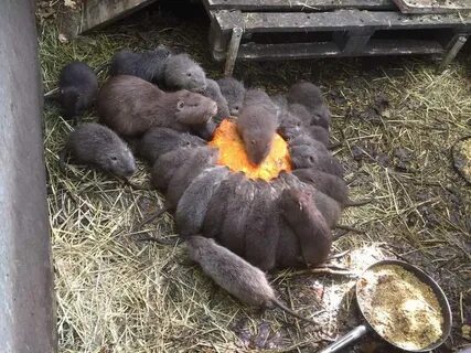 Сельхоз животные в луганске