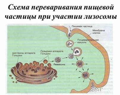 Лизосомы являются везикулами