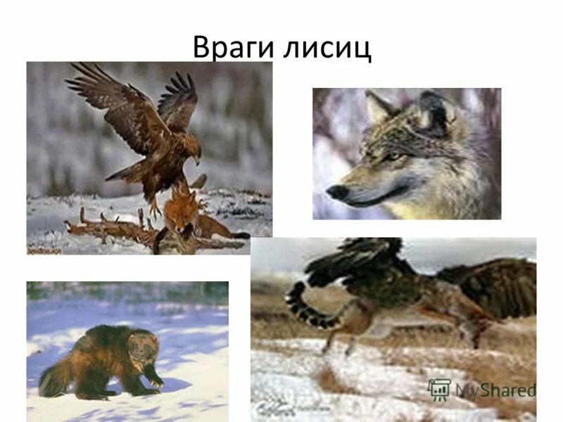 лиса и сокол. лиса и овчарка. враги лисы. лиса враги в природе. лиса фото.