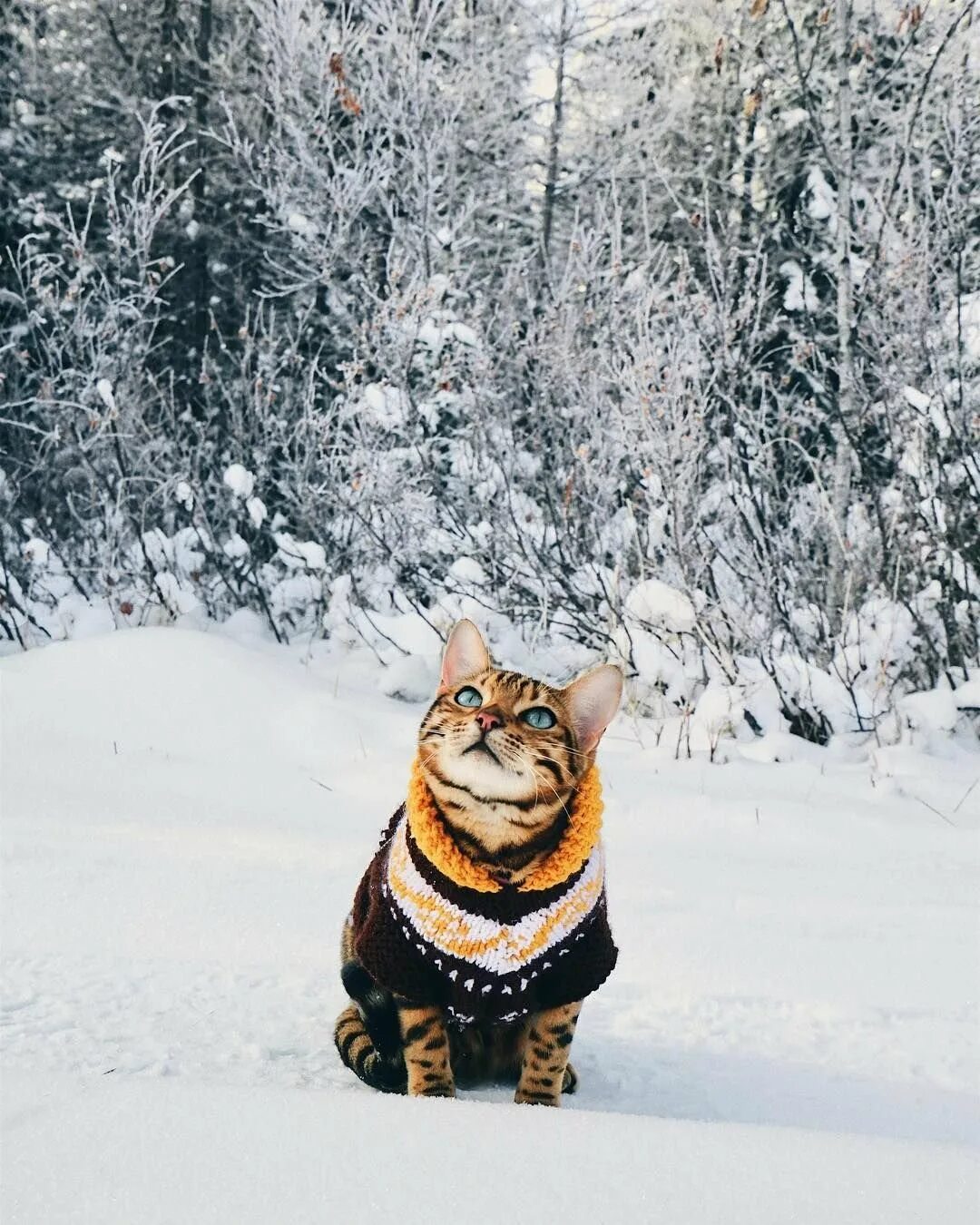 Доброе утро картинки с кошками зимние. Зимние котики. Кот зимой. Кот в снегу. Доброе утро зима кот.