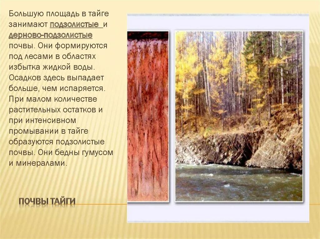 Дерново-подзолистые почвы тайги. Подзолистая почва тайги в России. Тип почвы в тайге России. Почвы таежно-Лесной зоны. Тайга почва география
