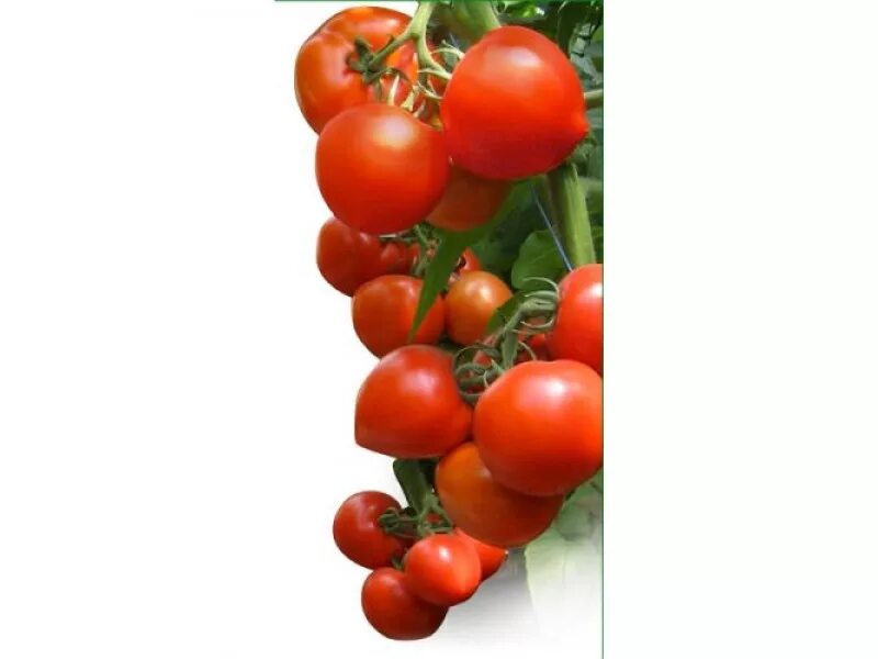 Томат ХИТОМАКС f1. Томаты Китано 3811. Фирма Китано семена ассортимент томатов. Томат Зерси КИБО f1.Kitano. Помидоры семена гибриды