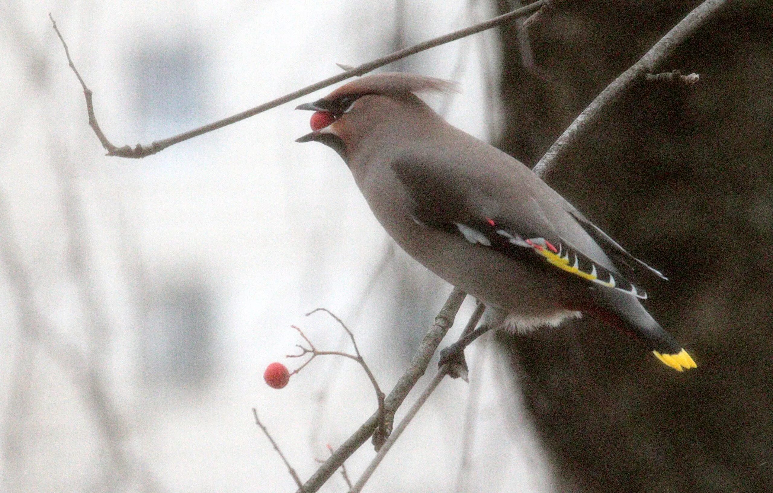 свиристели перелетные или неперелетные