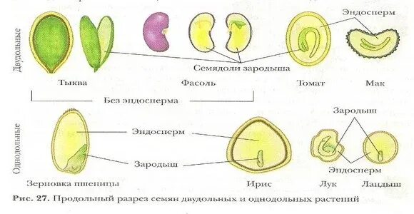 Строение семени класса однодольных. Строение семени однодольных и двудольных. схема строения двудольного и однодольного растения. продольный разрез семени двудольного растения семя боба. рисунок строение семян двудольных и однодольных растений.