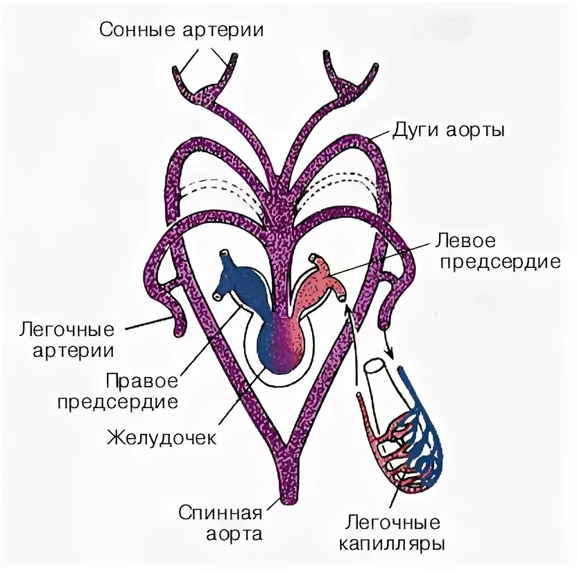 В желудочке земноводных находится кровь. Схема строения сердца земноводных. Кровеносная система амфибий схема.