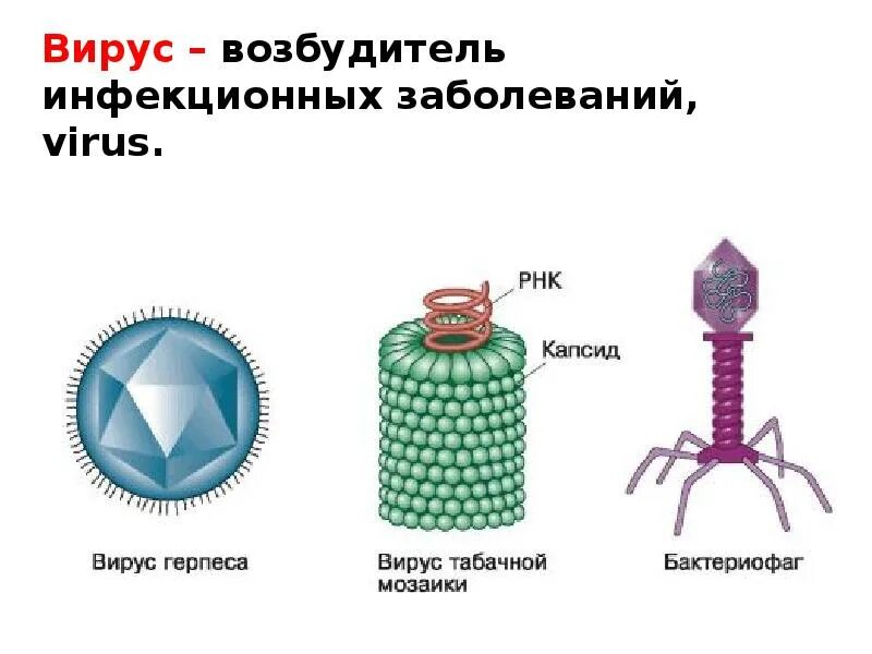 Строение капсида. Строение простого вируса капсид. Вирус герпеса строение вируса. Схема строения вируса табачной мозаики.