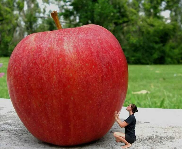 Какой сорт самый сильный. Гигантское яблоко. Большие фрукты. Самые большие в мире z,kjurb. Большие яблоки.