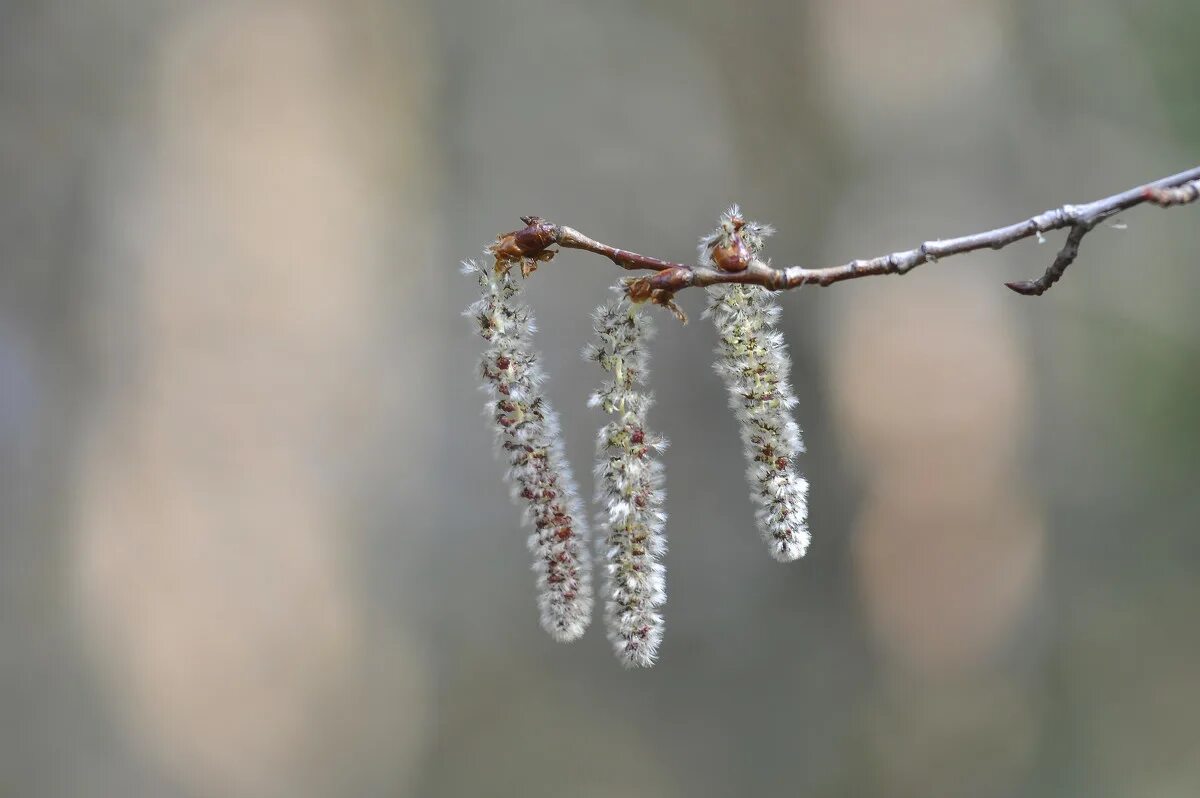 осина пушистые сережки. деревья выбросив пушистые сережки приукрасились зеленой. дерево с серыми сережками. деревья выбросив пушистые сережки приукрасились зеленой. деревья выбросив пушистые сережки приукрасились зеленой.