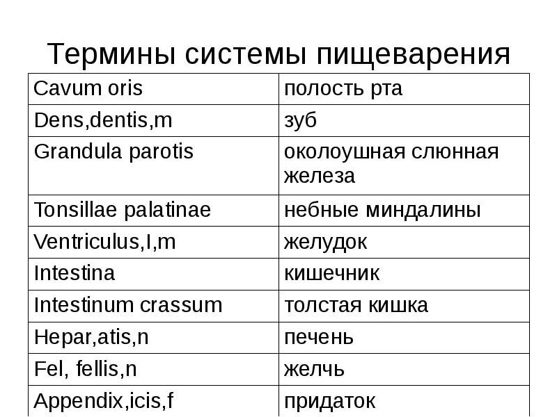 Конспект в переводе с латыни обзор это. Термины системы пищеварения. Термины на латинском языке. Термины на латыни анатомия. Латинские термины в анатомии.