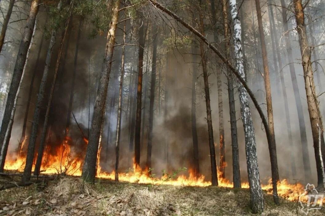 Лесные пожары. Лесные пожары в Тюменской области. Лесные пожары в Тюменской области 2023. Лесной пожар в тундре.