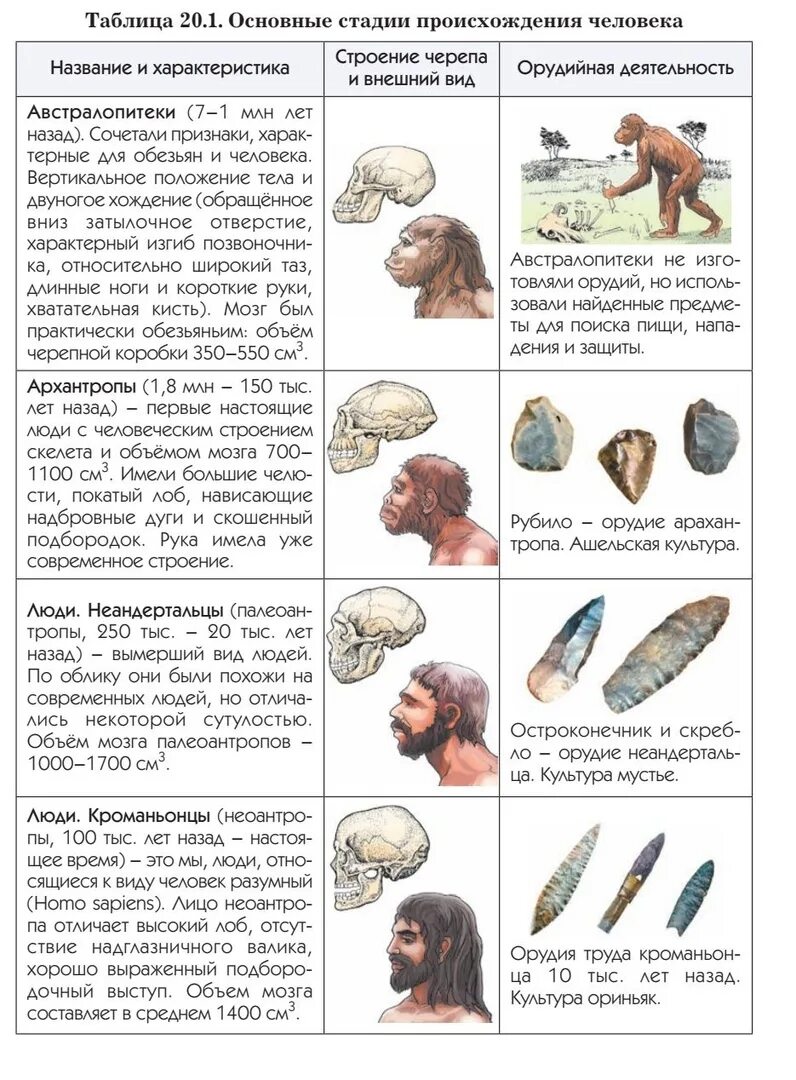 Этапы эволюции человека 9 класс пономарева. Основные этапы эволюции человека. Этапы развития человека биология. Эволюция человека шпаргалка. Основные стадии эволюции человека таблица.