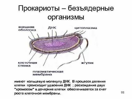 Бактерии относятся к безъядерным организмам или