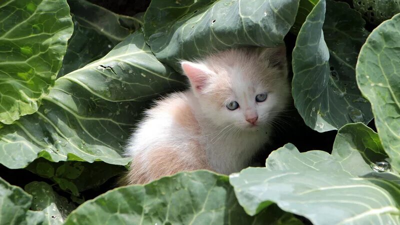 Кот в капусте. Кот с капустой. коь в капусте. котик в капусте. кошка ест капусту.