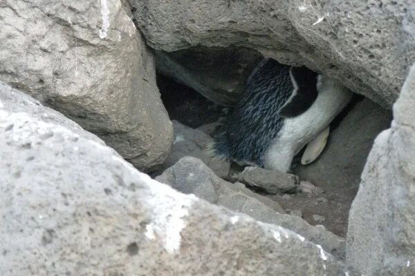 Пингвин в утесах. Пингвин прячется. Пингвин прячет тело жирное в Утёсах. Пингвин жирное в утесах. Глупый прячет тело жирное