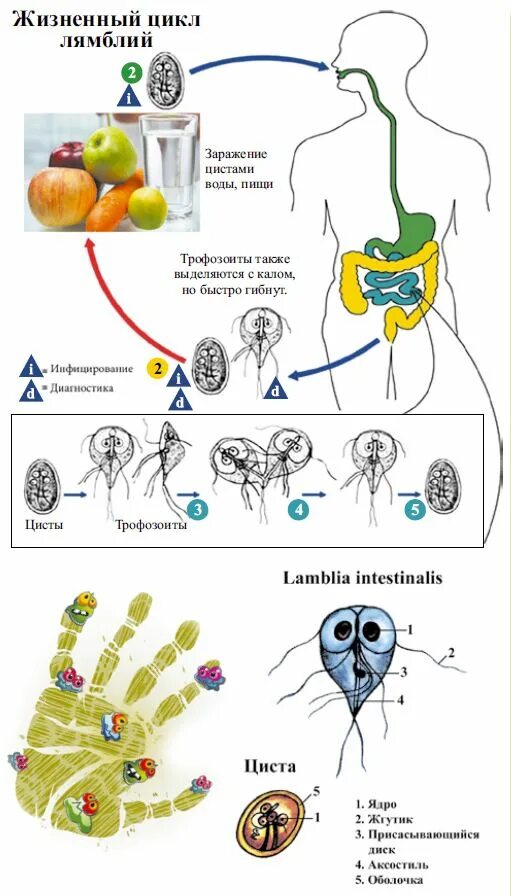 Лямблия цикл развития. Цикл развития лямблии рисунок. Цикл развития лямблии схема. Lamblia intestinalis жизненный цикл.