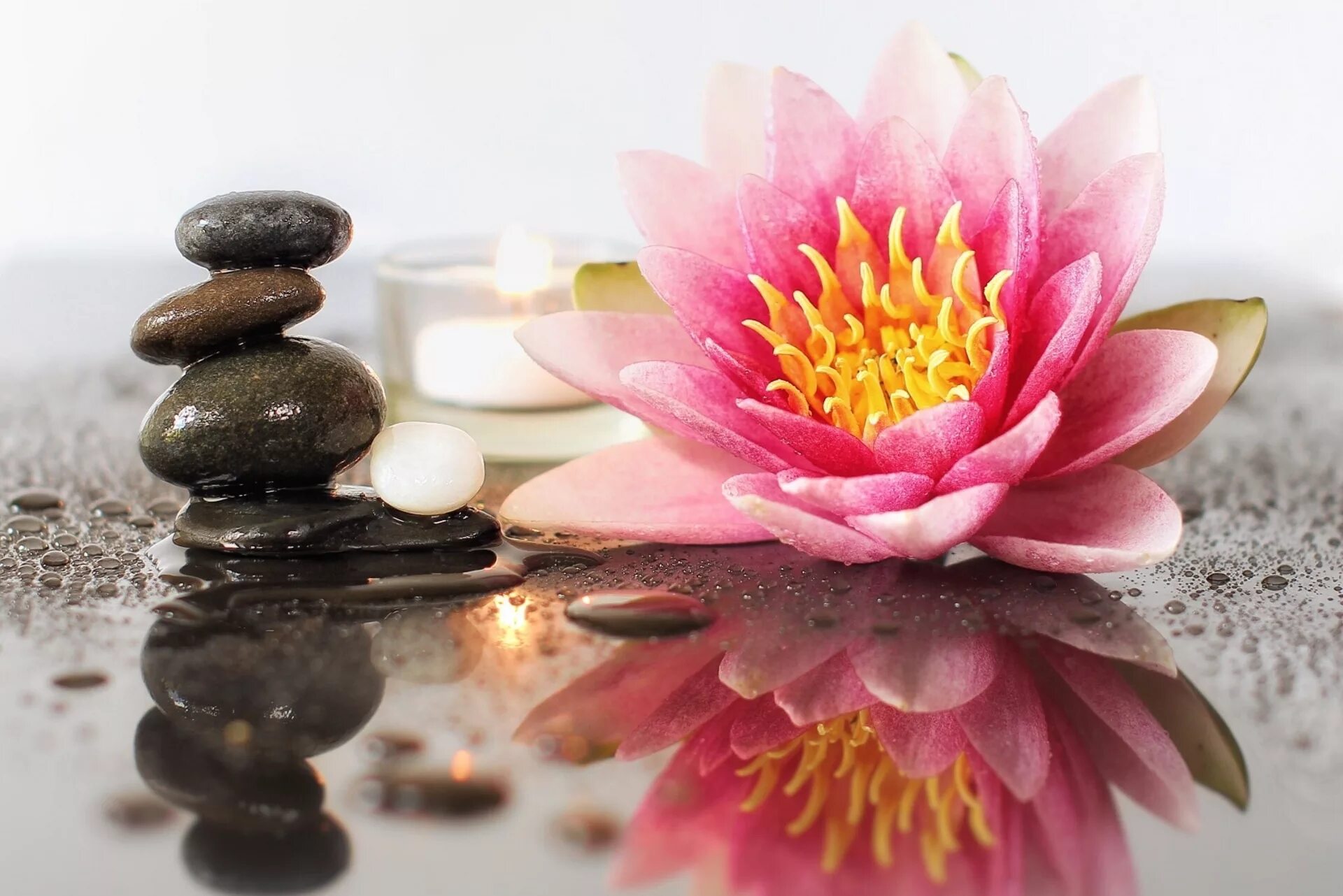 Лотос логотип. Логотип спа салона lotus. Массаж фон. Крем spa lotus. Тайский спа салон лотос куркино.