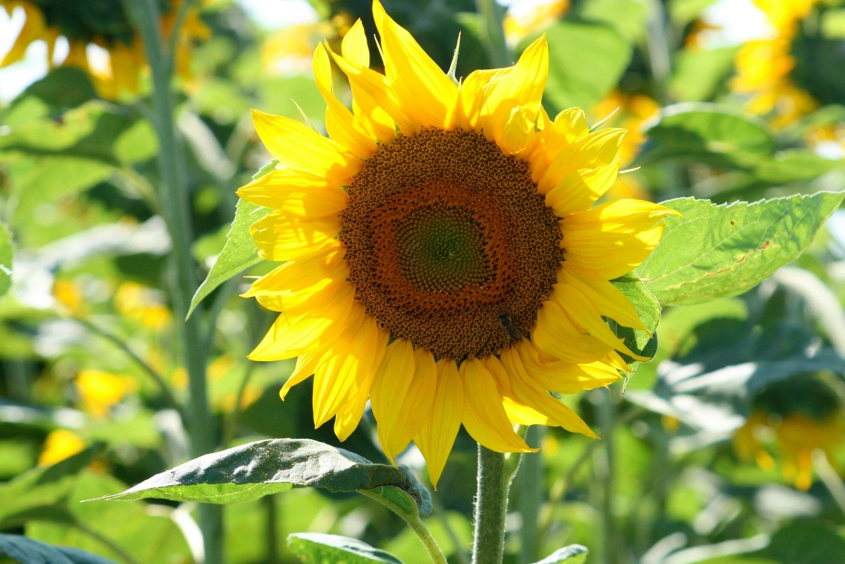 Подсолнечник соцветие. Helianthus annuus. Подсолнечник Бамбино. Листья подсолнуха. Подсолнухи завод.