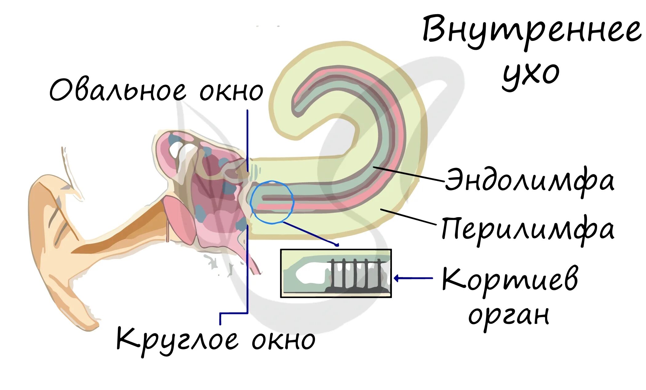 Строение внутреннего уха эндолимфа. Внутреннее ухо перилимфа и эндолимфа. Костный Лабиринт внутреннего уха эндолимфа. Строение уха перилимфа.