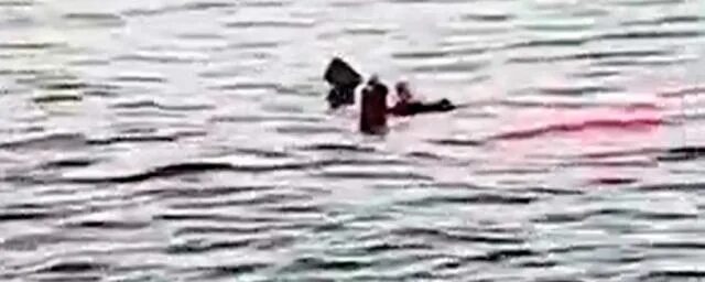 Где напала акула в египте. Где напала акула в египте. Где напала акула в египте. Где напала акула в египте. Где напала акула в египте.