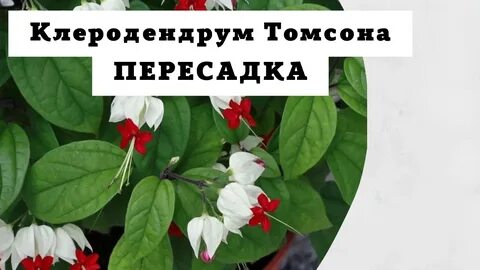 Клеродендрум приметы