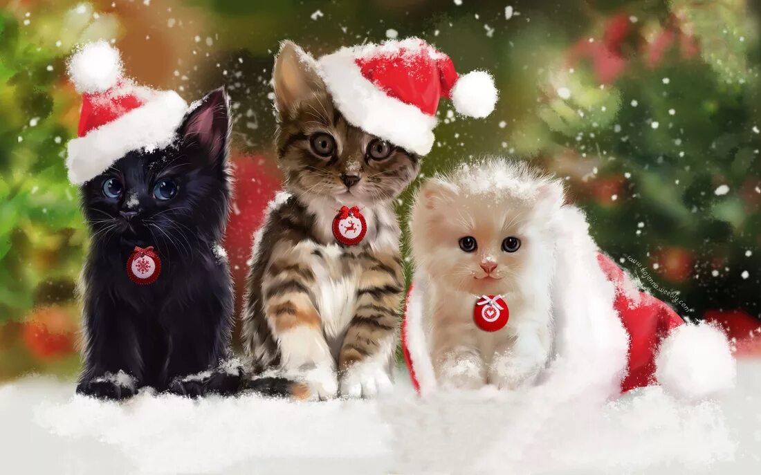 новогодние обои на телефон с кошками. новогодний котик. новогодние обои на телефон с кошками. новогодние обои на телефон с кошками. новогодние обои на телефон с кошками.