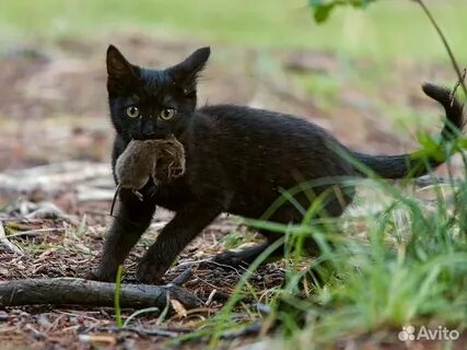 Котята охотятся