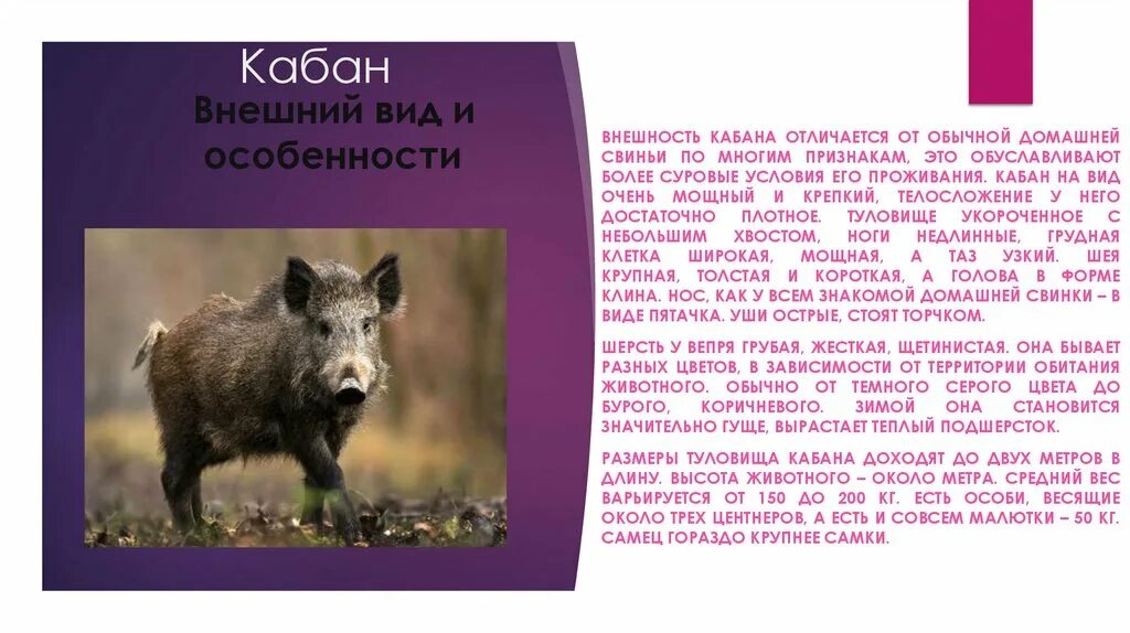 Дикий кабан характер. Кабан. Внешний вид кабана. Дикий кабан внешний вид. Особенности дикого кабана.