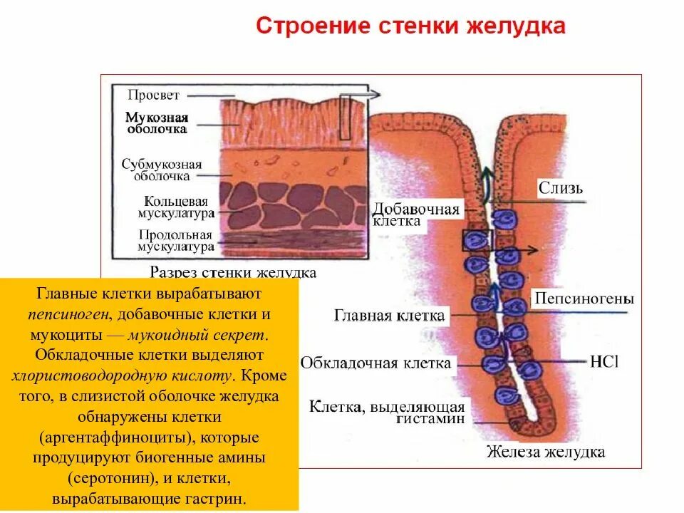 Добавочные клетки желудка мукоциты. Главные и обкладочные клетки желудка. Главные клетки слизистой оболочки желудка секретируют:.