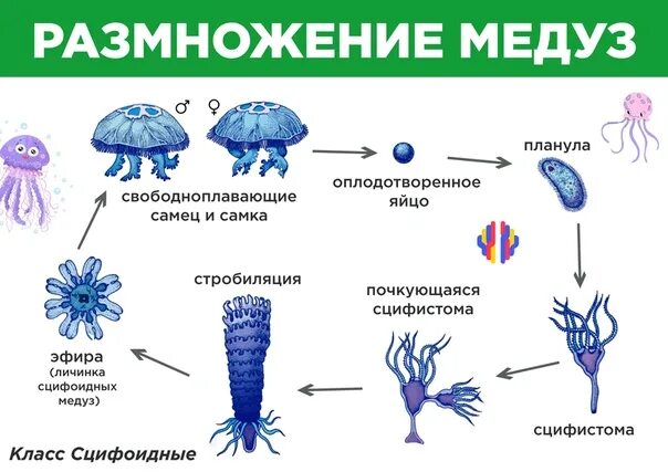 Стадия жизненного цикла медузы. Жизненный цикл кишечнополостных схема. Размножение кишечнополостных схема. Бесполое размножение сцифоидной медузы. Кишечнополостные размножение медузы.