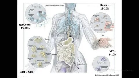Микробиом норма