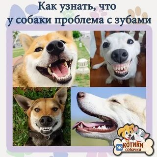 Опросы собаки