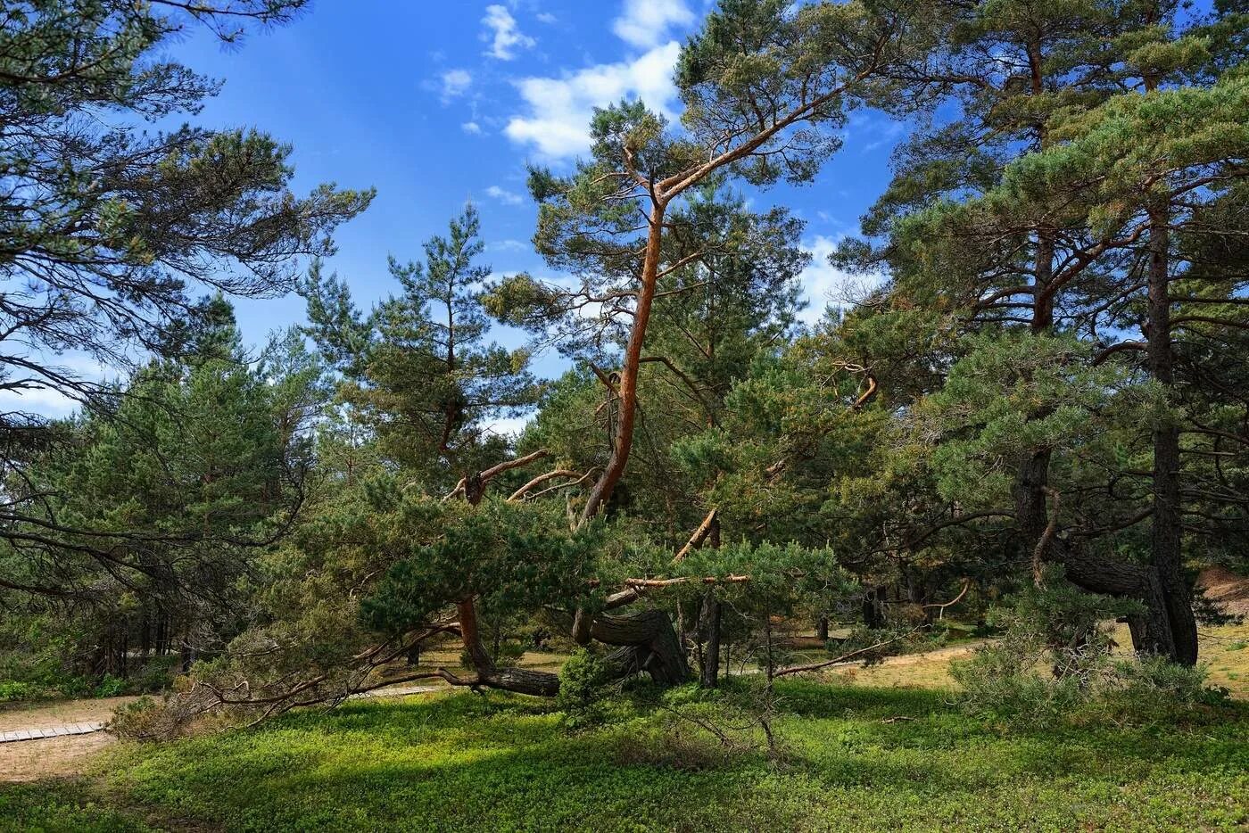Роща пицундской сосны краснодарский край. Роща сосны пицундской джанхот. Роща пицундской сосны абхазия. Бор сосны крымской беттинский. Бор пицундской сосны.