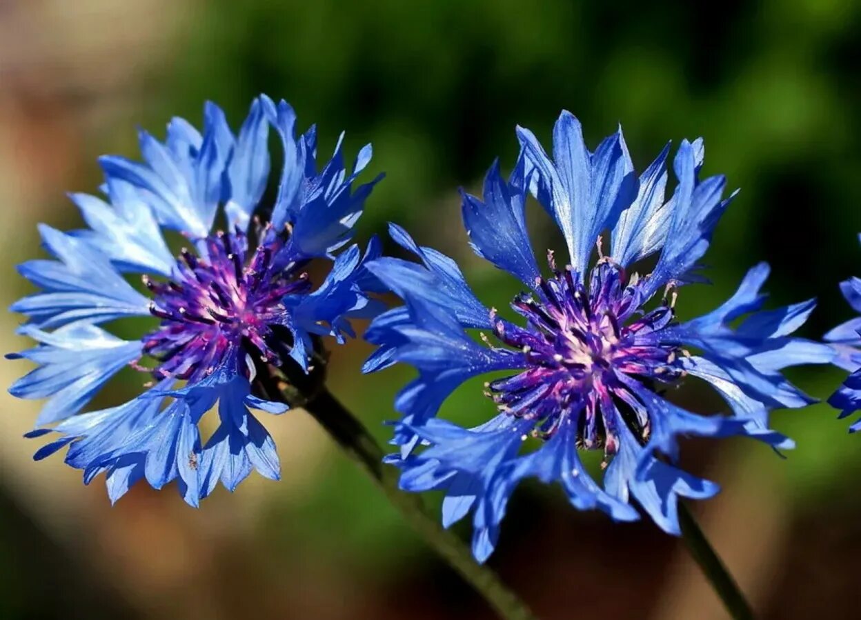 Васильки 16. Василек цветы. Василек трехжилковый (Centaurea trinervia). Василек Донской цветок. Василёк синий.