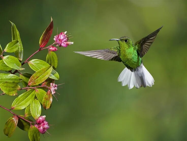 Brown Inca Bird, Hummingbird photos, Focus photography