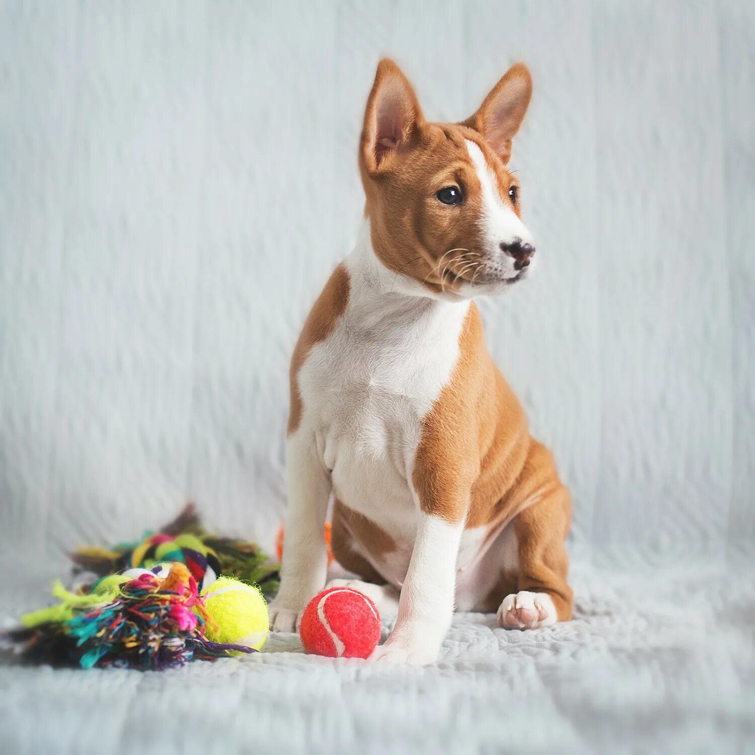 собака молчун басенджи. порода басенджи. африканский молчун басенджи собака. басенджи африканский молчун. африканский молчун.