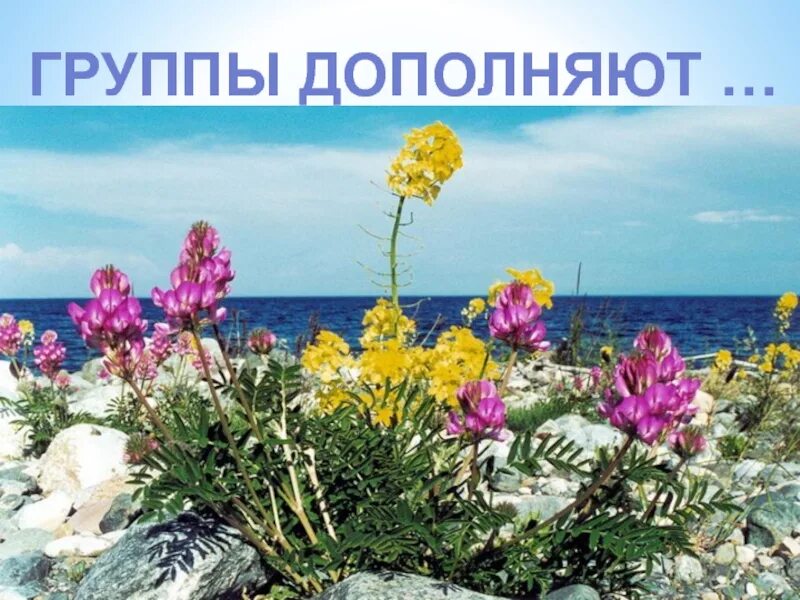 Растительный мир байкала. Растительный мир прибайкалья. Озеро байкал растения. Удивительные растения прибайкалья. Растительный мир прибайкалья.