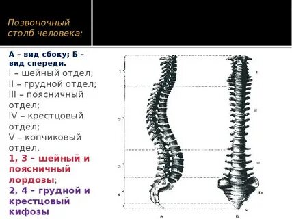 Позвоночный столб